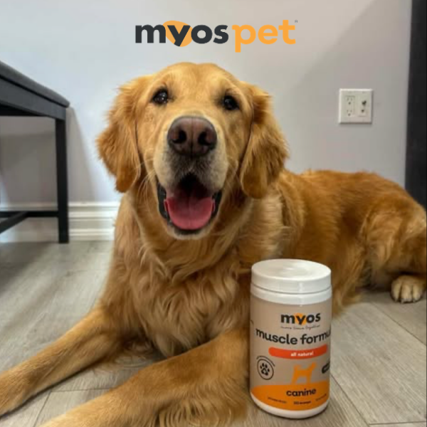 A high-trust, centered composition featuring a happy dog posed alongside the Canine Muscle Formula product container, leveraging natural light and emotional connection.